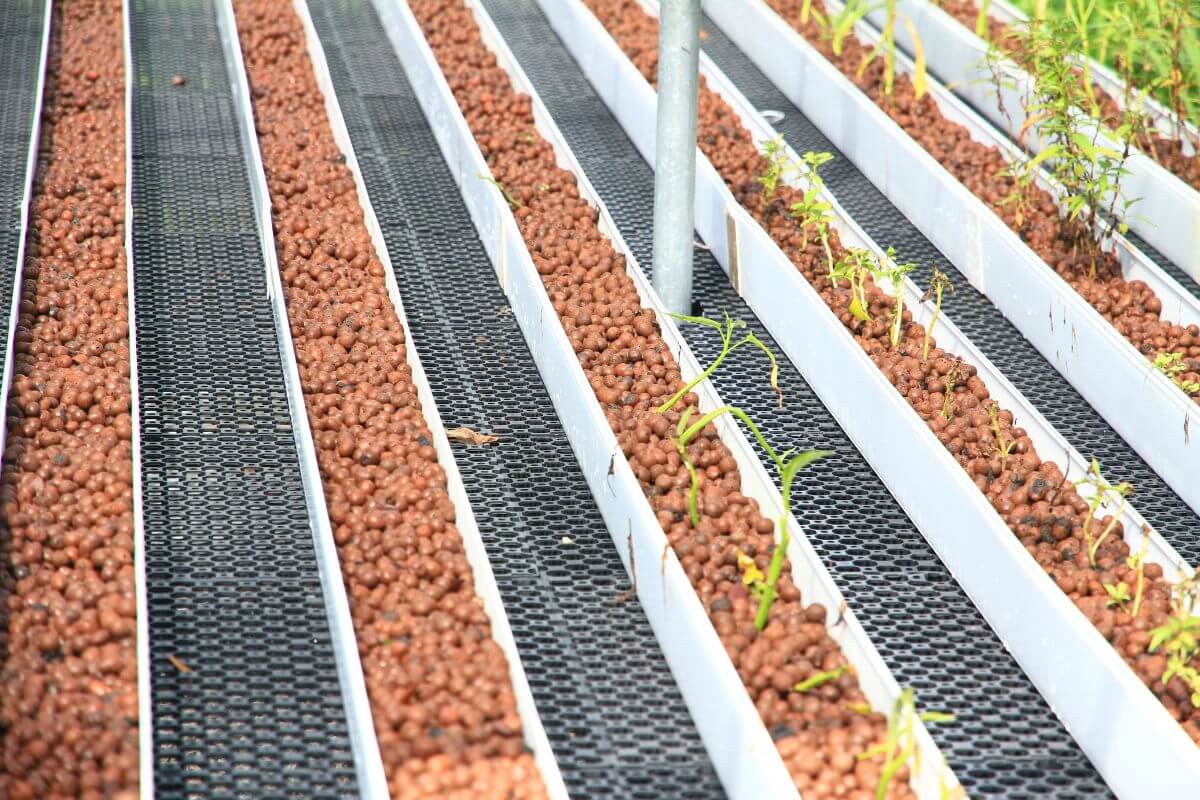 Several rows of a hydroponic system filled with hydroponic clay pebbles and young plants.