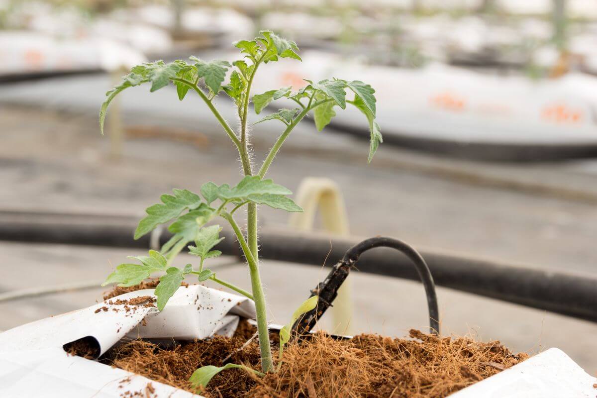 A young tomato plant with green leaves thrives in a controlled indoor environment, planted in soil mixed with Coco Coir and Coco Peat within a white grow bag.