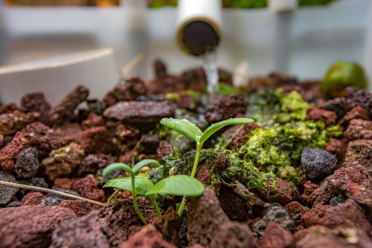 Close-up of small green seedlings growing in a bed of hydroponic lava rock.