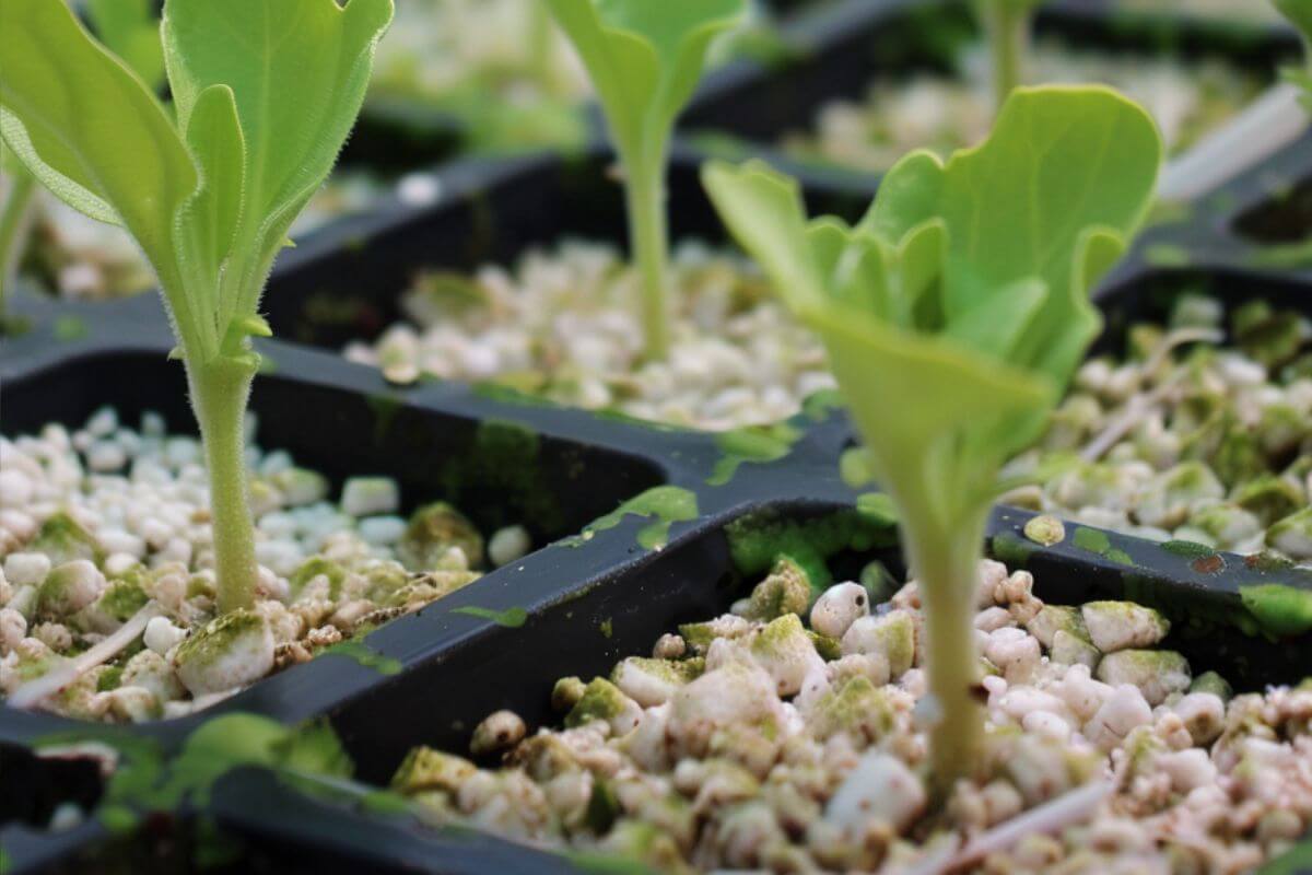 Close-up of young green seedlings growing in individual compartments filled with pumice.