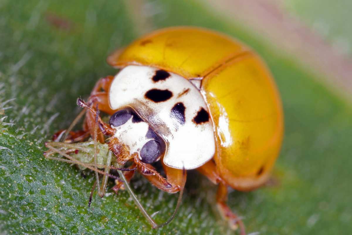 A yellow ladybug with black spots on its back, positioned on a green leaf. 