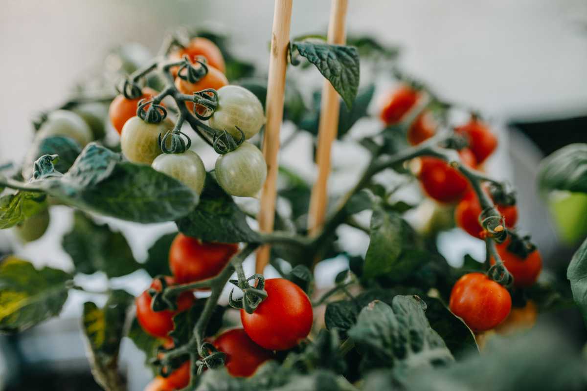 Close-up of a tomato plant with clusters of ripe red tomatoes and unripe green tomatoes. 