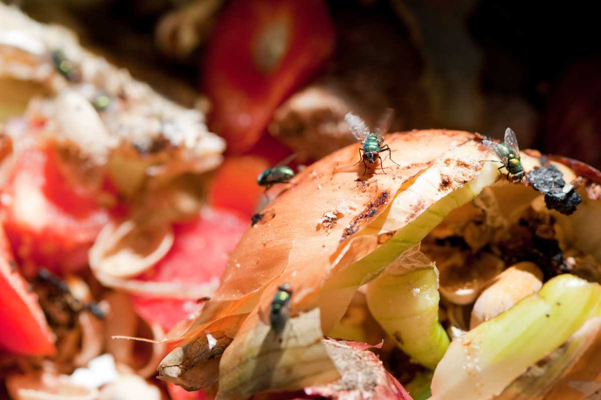 Close-up of several houseflies resting on decomposing food scraps, including onion skins, pepper pieces, and other vegetable remnants. 