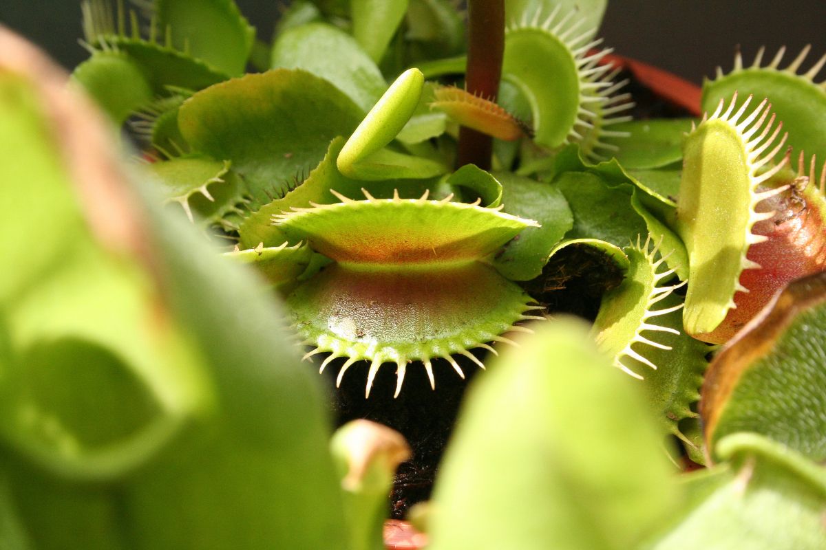 Close-up of a Venus Flytrap with its trap open, showing its reddish interior and sharp, spiky edges surrounded by other green traps.