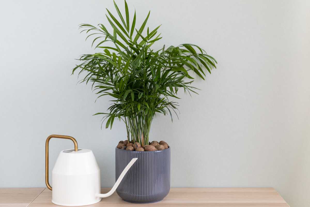 A lush green parlor bamboo palm with elongated leaves sits on a light-colored wooden surface. 