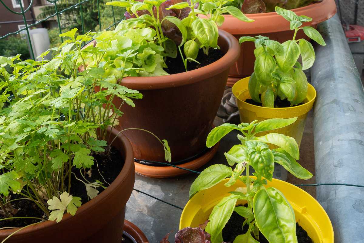 Various potted herbs are arranged on a balcony, offering an inviting way to start a balcony vegetable garden. 