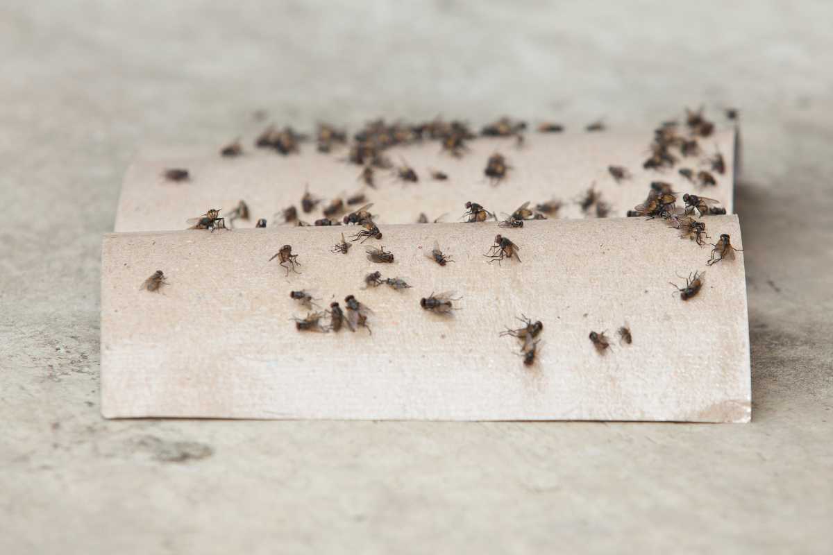 A large number of compost fruit flies are trapped on two sticky flypaper strips laid on a concrete surface. The flypapers are covered with these pesky insects, indicating their effectiveness in trapping the flies.