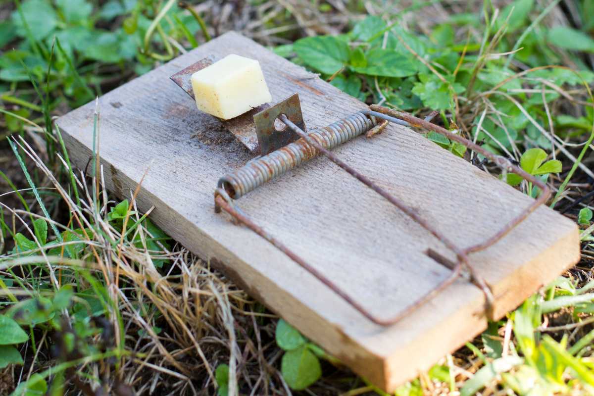 A wooden mousetrap with a metal spring mechanism is set and placed on the ground. 