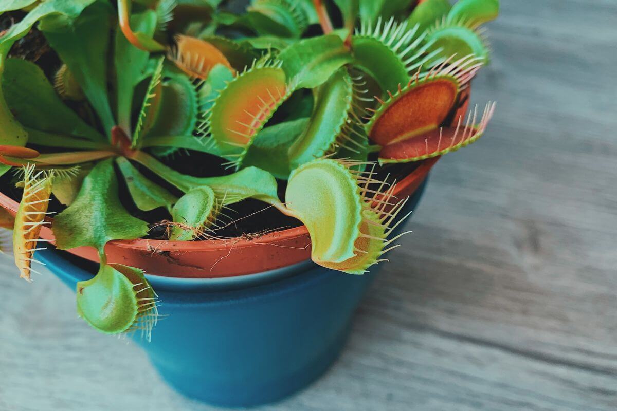 A close-up of a Venus flytrap plant in a blue pot, captured during its dormancy phase.