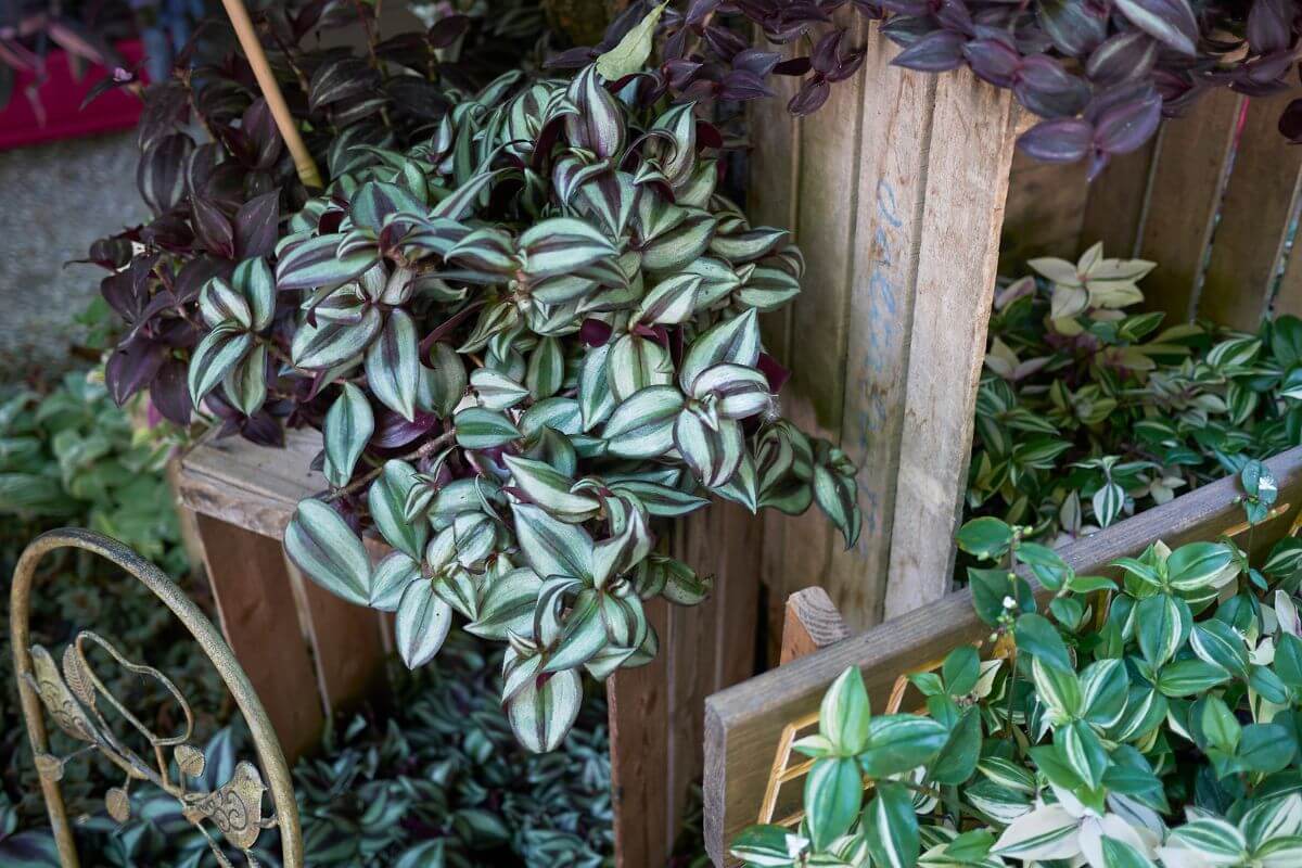 An arrangement of potted plants, including the vibrant wandering jew plant with green and purple-striped leaves, displayed in a wooden crate on a rustic setting.