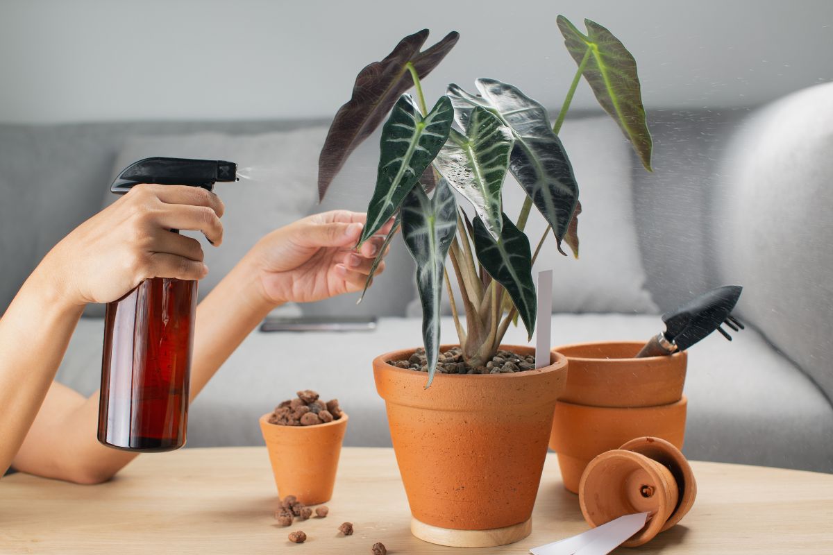 A person mists a potted alocasia plant with a spray bottle while touching one of its leaves.