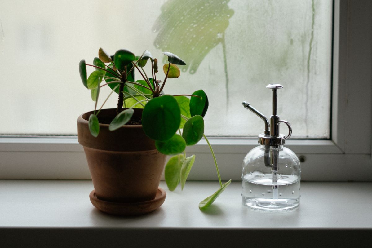 A small potted pilea plant with round leaves sits on a windowsill next to a clear glass plant mister.