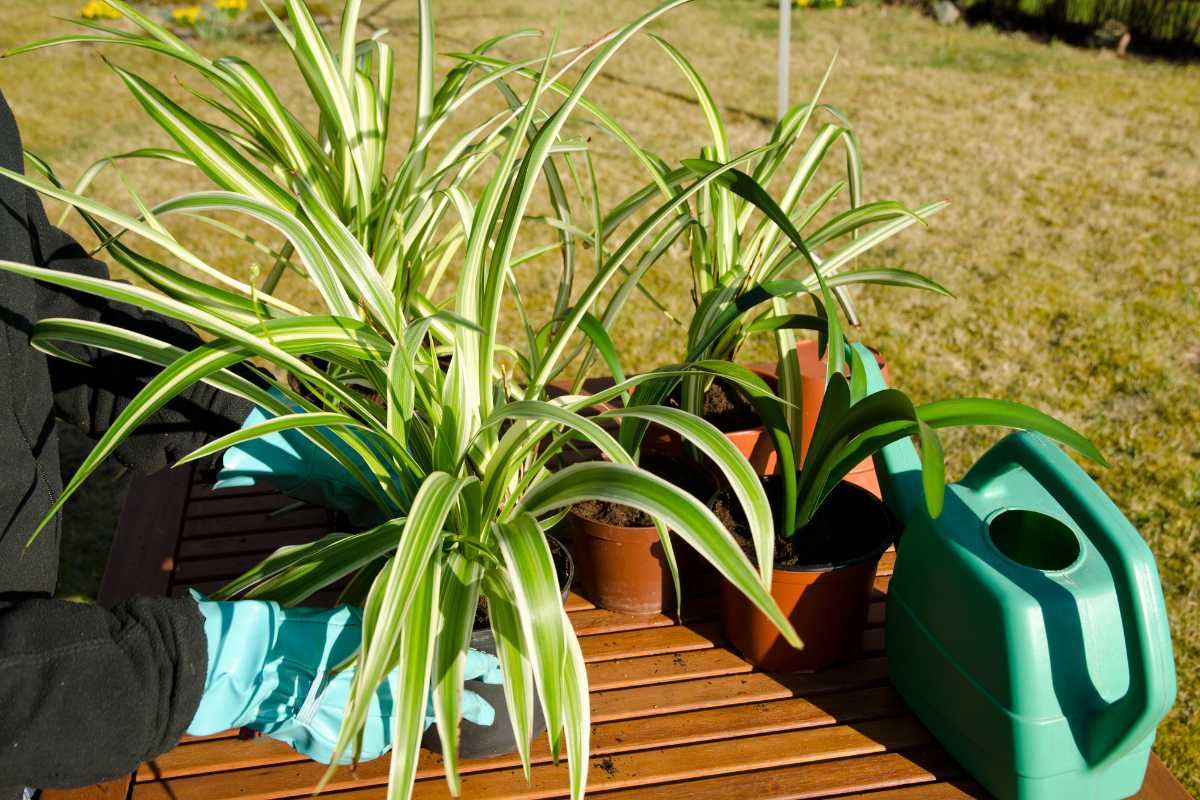 Person wearing blue gloves is tending to several potted spider plants on a wooden table in an outdoor garden. 