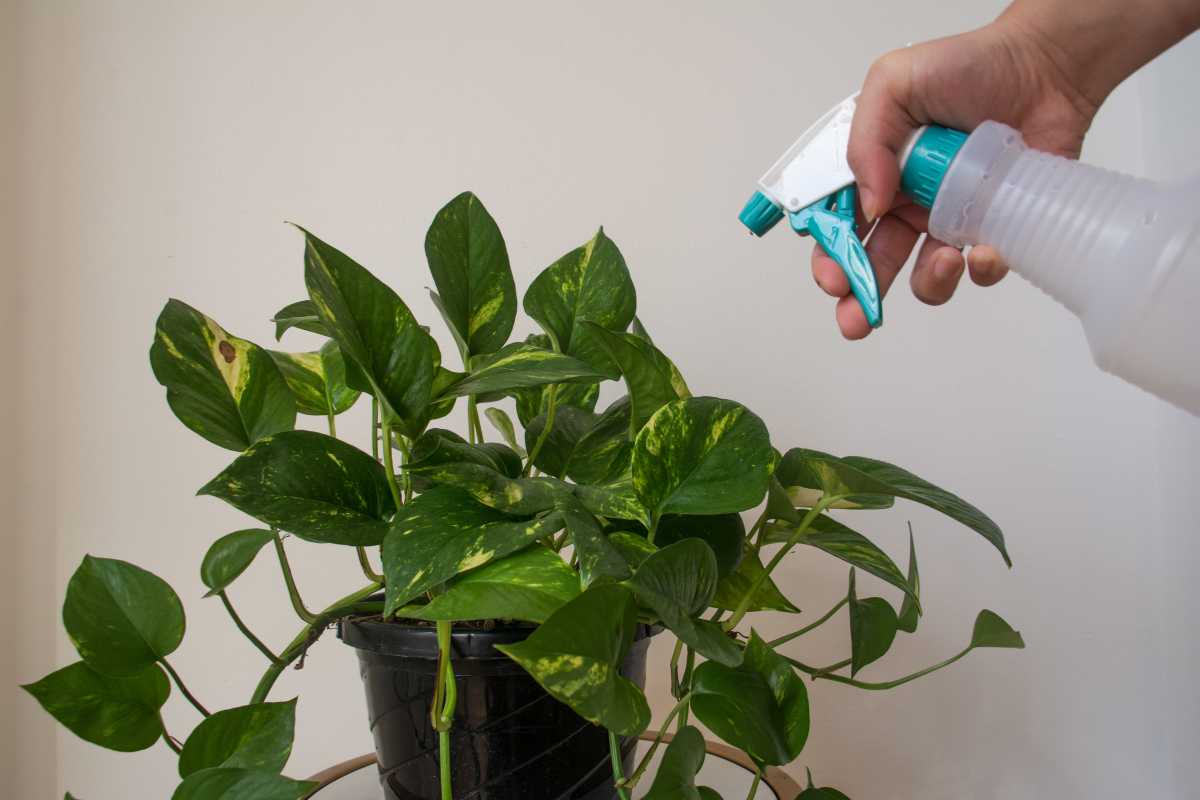 A hand holding a spray bottle is misting a potted pothos plant with water. 