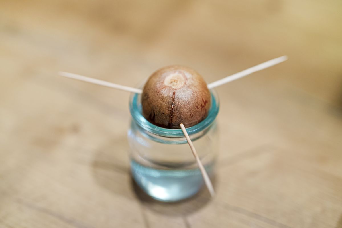 An avocado pit suspended in a small glass jar with water using three toothpicks, embracing a hydroponic avocado method.