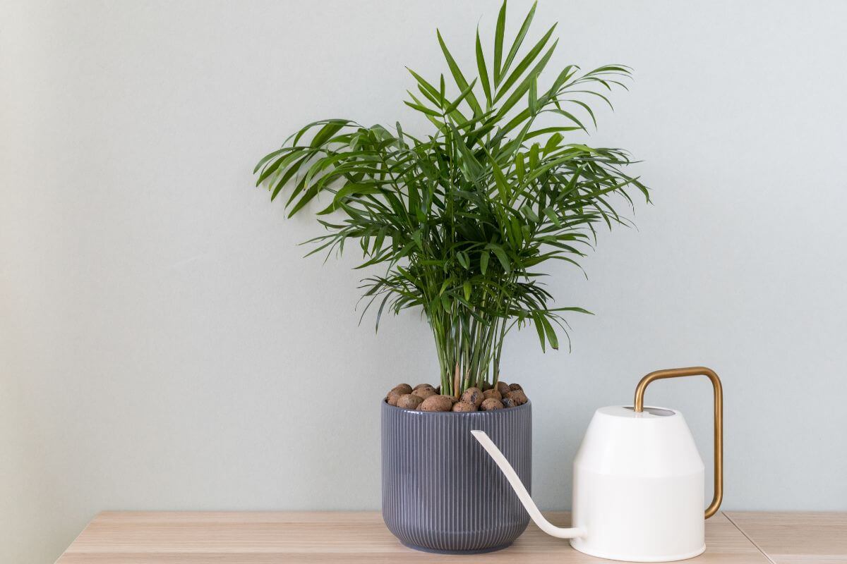 A potted indoor palm with lush green leaves sits on a light wooden surface. Beside it is a white watering can with a long spout and a handle, contrasting against a plain light grey wall.