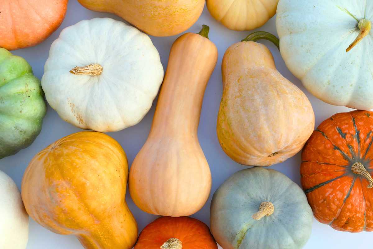 A variety of colorful squash are arranged on a white surface. The selection includes different shapes, sizes, and colors, featuring hues of orange, white, green, and pale blue. 