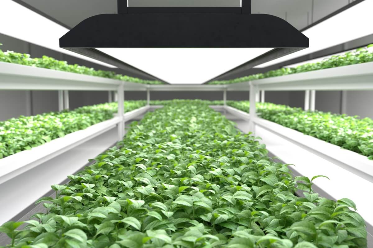 A modern indoor vertical farm features multiple layers of lush green plants thriving under bright LED grow lights. 