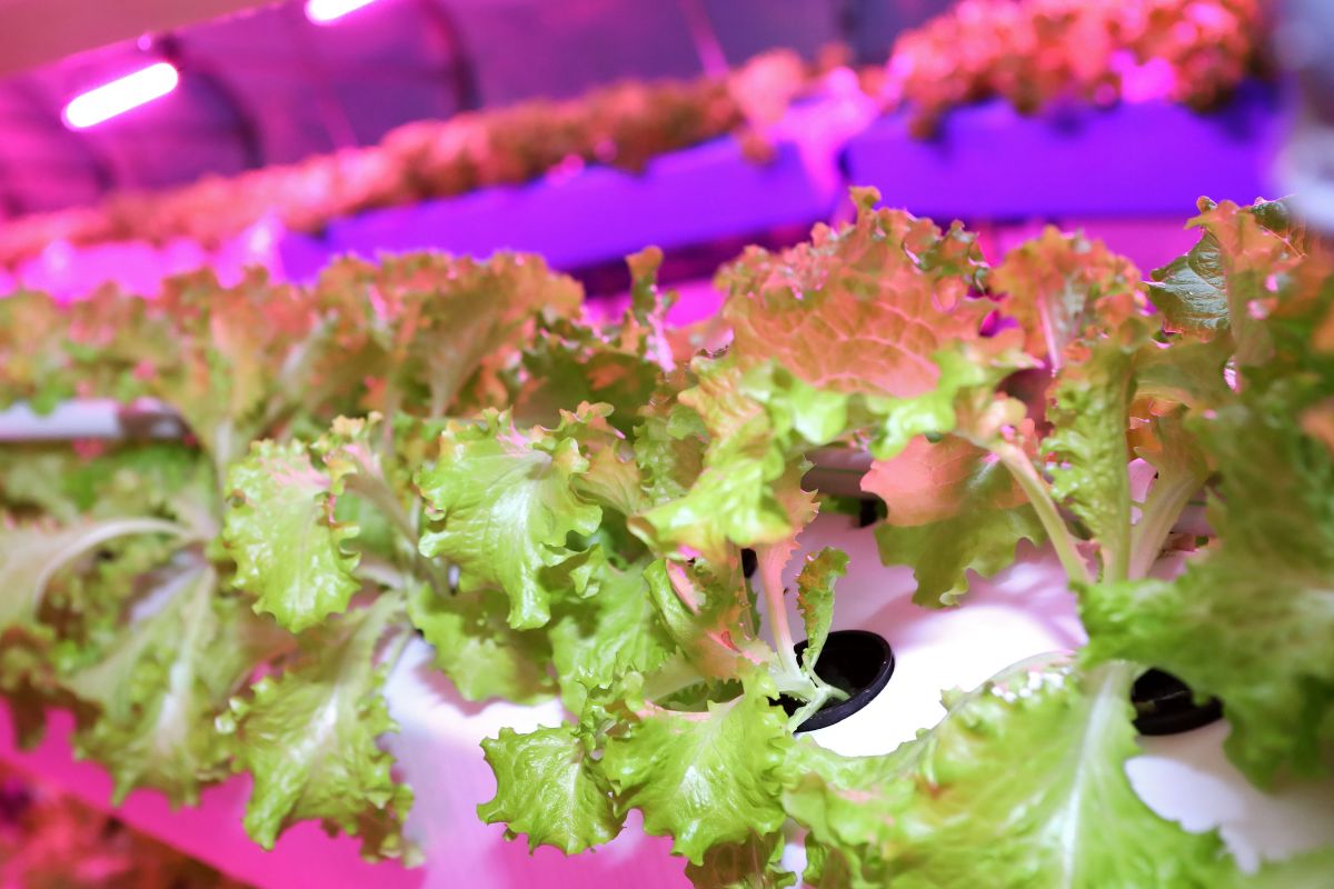 Green lettuce plants growing in a hydroponic garden under pink LED lights. The lettuce is arranged in white planting channels within a controlled indoor environment.