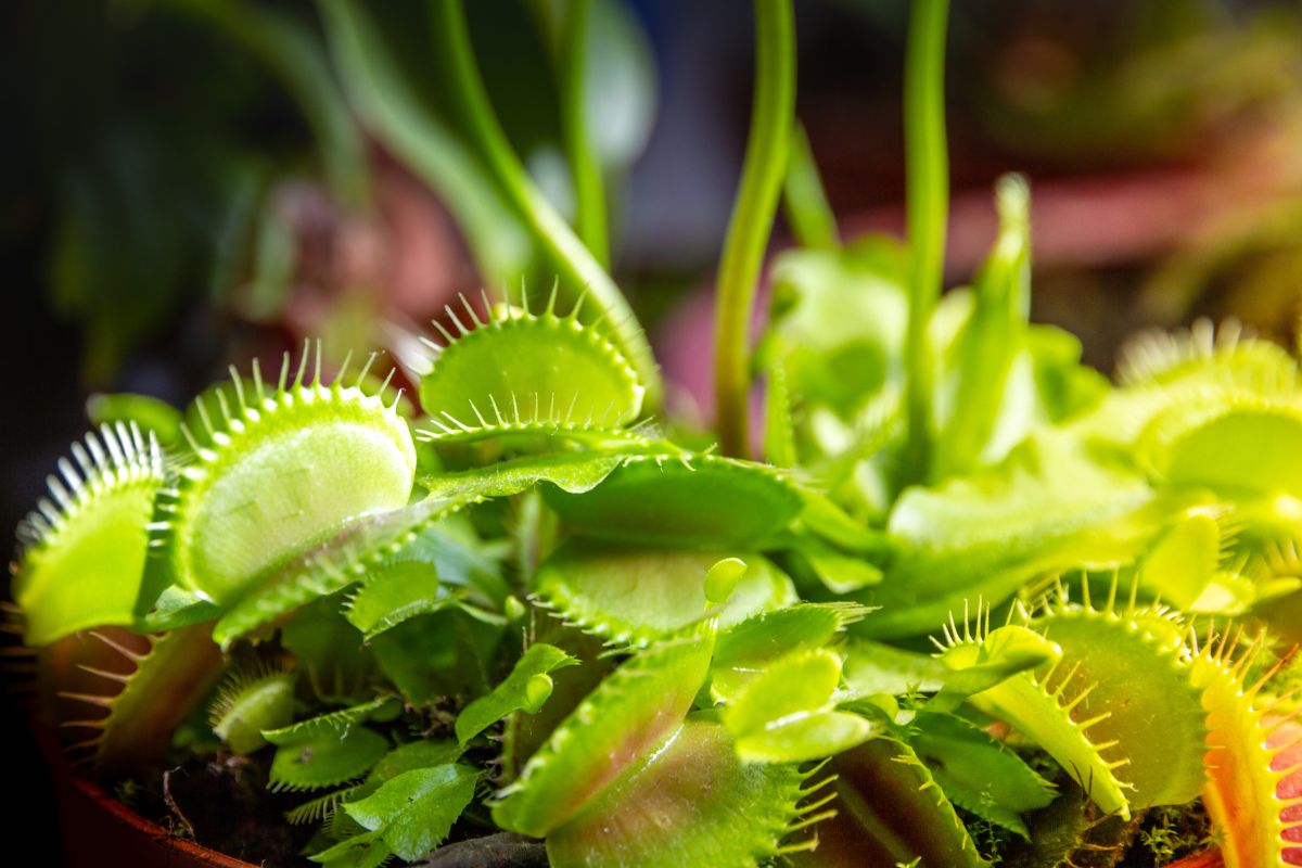 Close-up of several vibrant green Venus flytraps with their distinctive jaw-like leaves open, bathed in soft light.