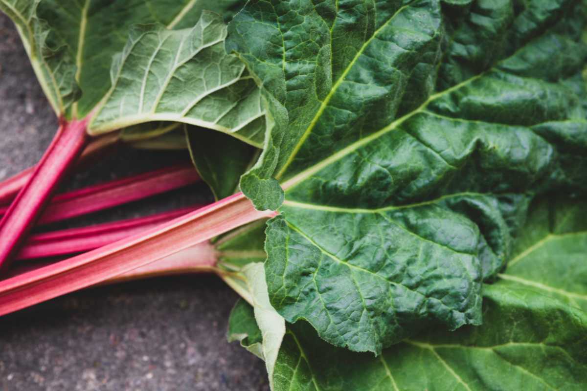 Close-up of fresh rhubarb leaves and stalks, showing vibrant green leaves and deep red stems. 