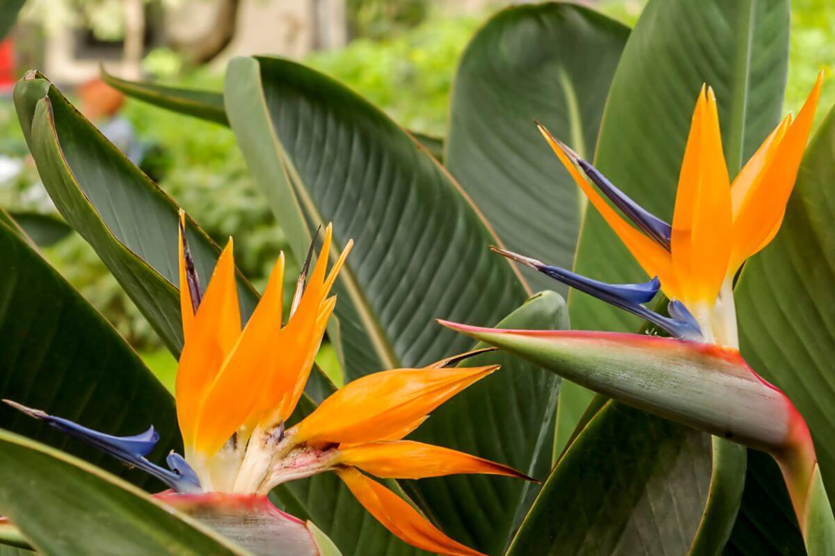 Two Bird of Paradise flowers with their striking, colorful petals contrasted against large, green leaves in a lush garden setting. 