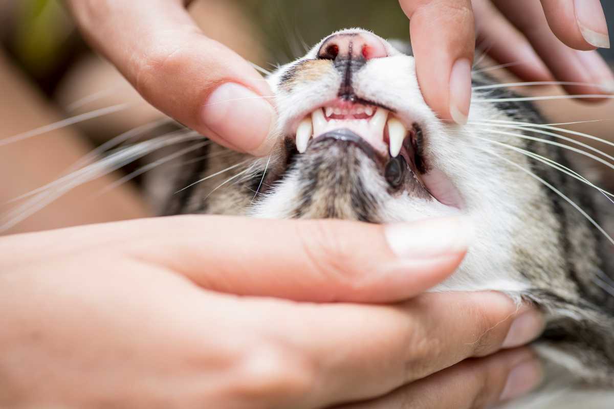 A person gently holds a cat's head and opens its mouth to inspect the cat's teeth and gums.






