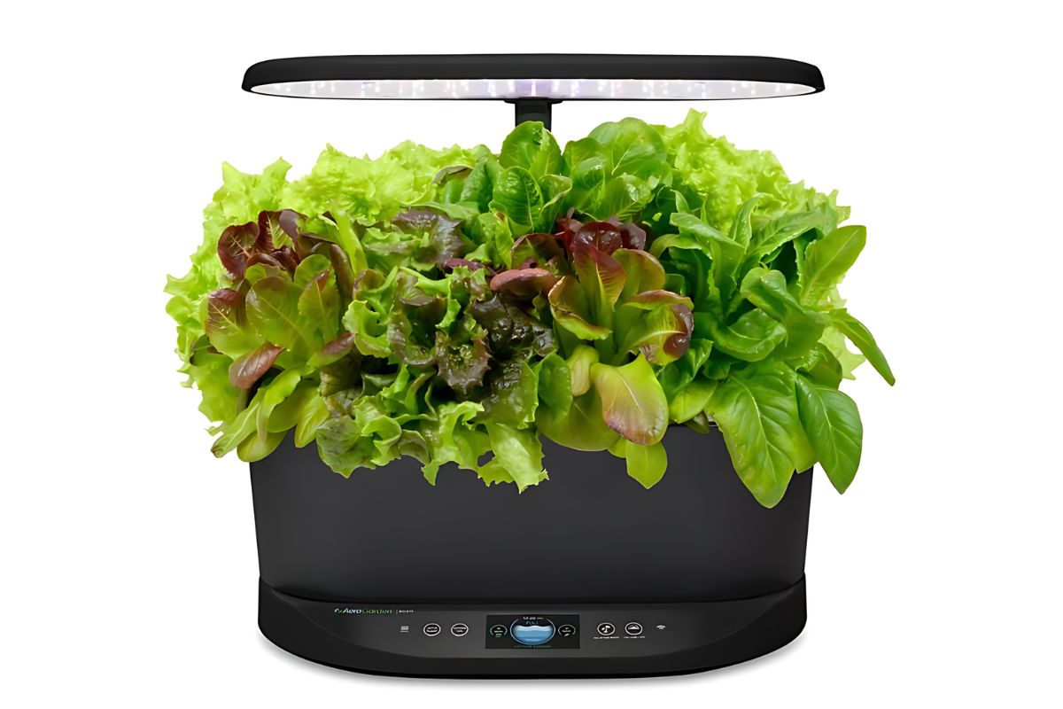 A sleek black AeroGarden features lettuce and herbs—thriving under an LED light. 