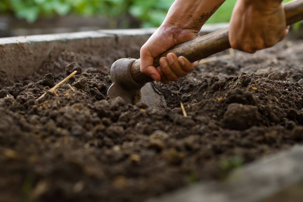 A close-up of a person's hands using a gardening tool to till the soil in a garden bed.