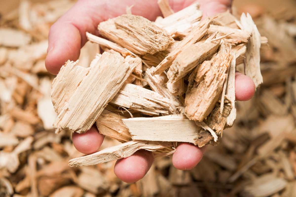 A hand holding a pile of wooden chips showcases their light brown, freshly cut texture and varying sizes. 