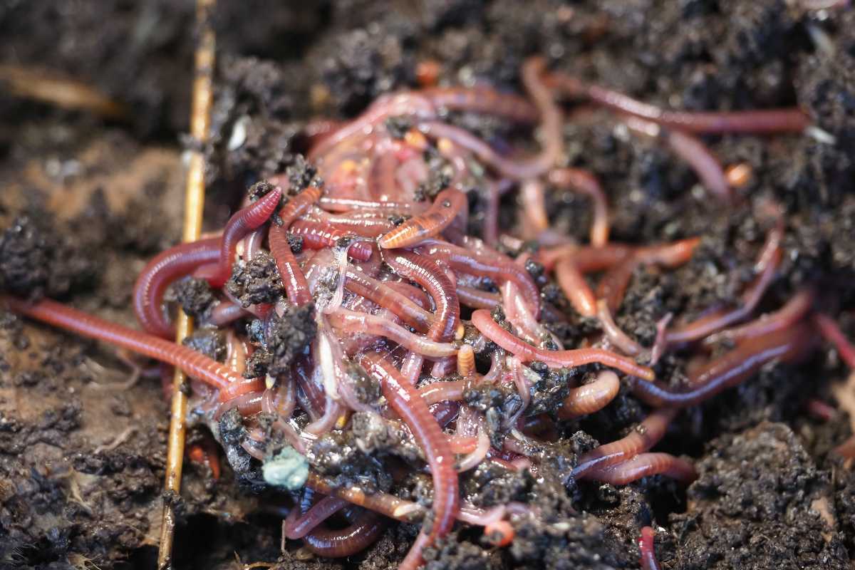 A cluster of pinkish-red earthworms intertwined and wriggling in dark, moist soil. 