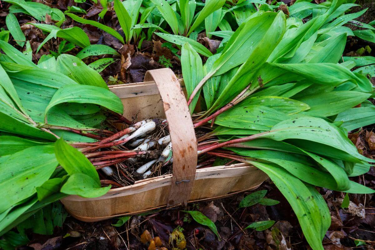 A wooden basket filled with freshly harvested Wild Onions and Garlics rests on a forest floor covered with fallen leaves and other vegetation. 