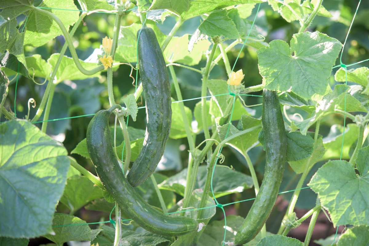 Three long cucumbers hanging on a green vine, supported by a trellis with netting. 