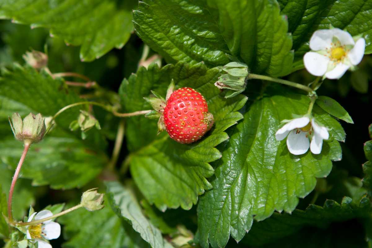 A strawberry plant with a ripe red strawberry in the center. Surrounding the strawberry are lush green leaves and small white flowers with yellow centers. 