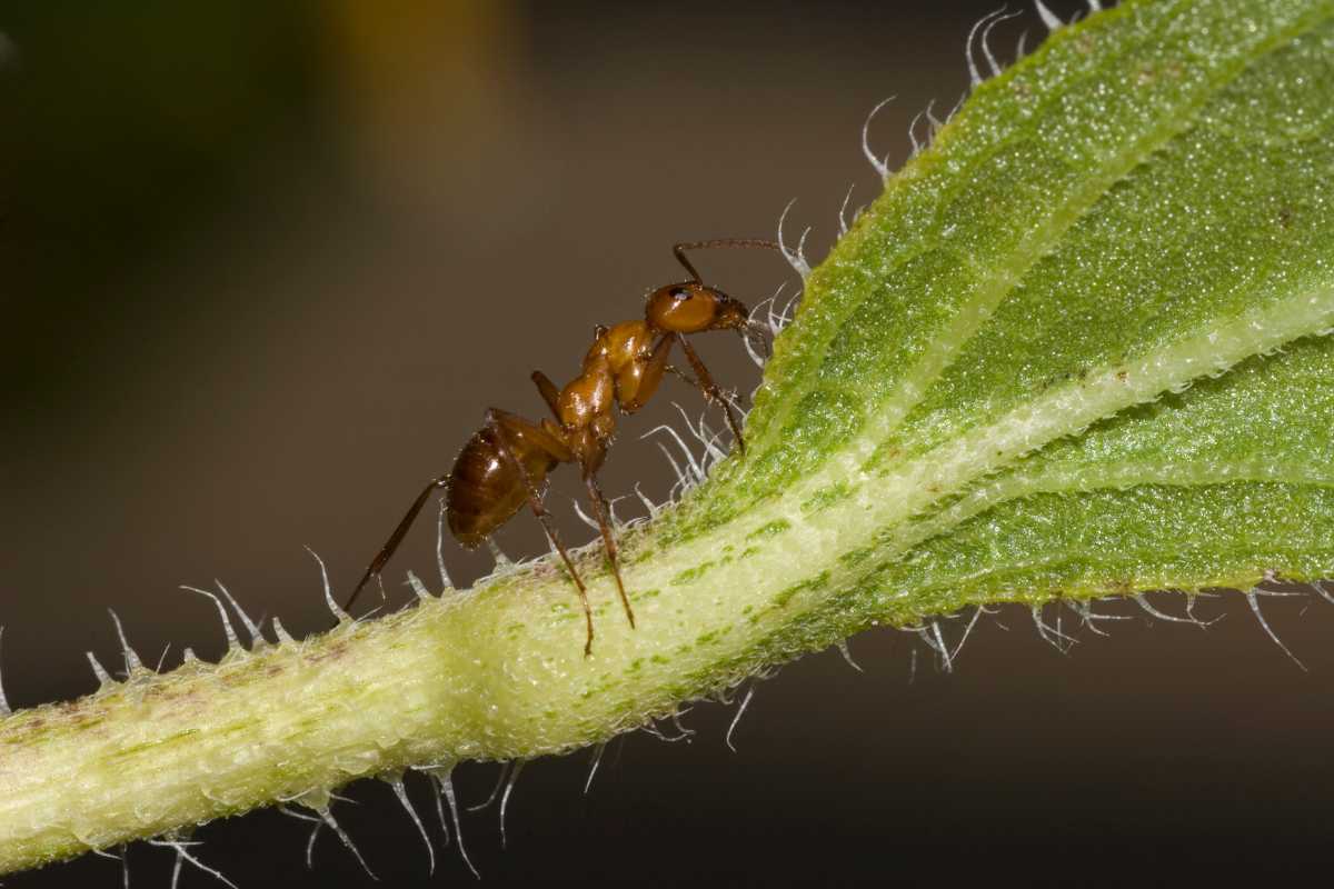 A brown ant walking along the stem of a green sunflower plant. 