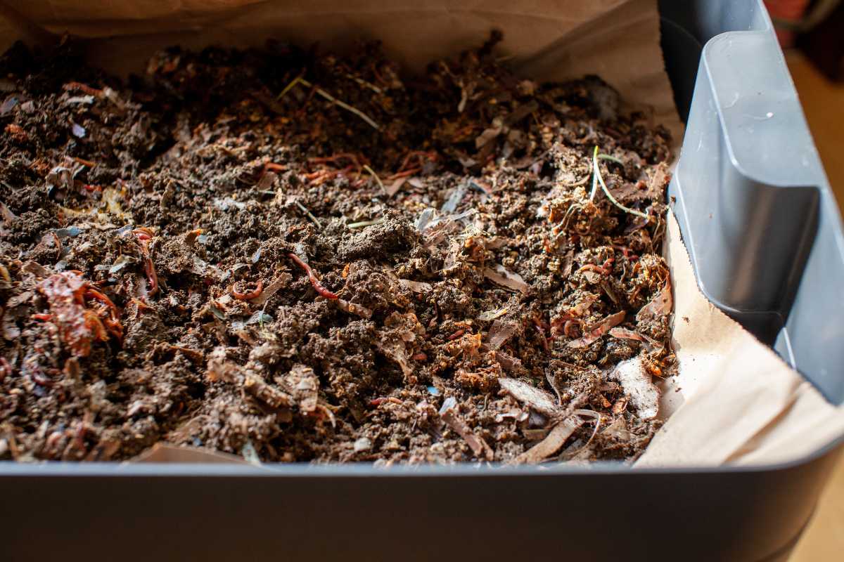 A compost bin filled with decomposing organic material, and worm castings.