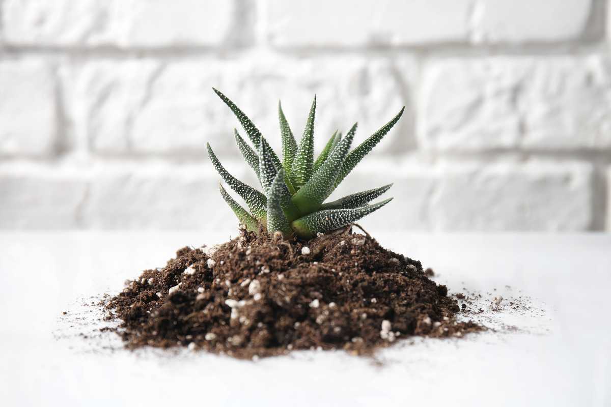 A small succulent plant sits on a mound of bonsai soil against a white brick wall background. 