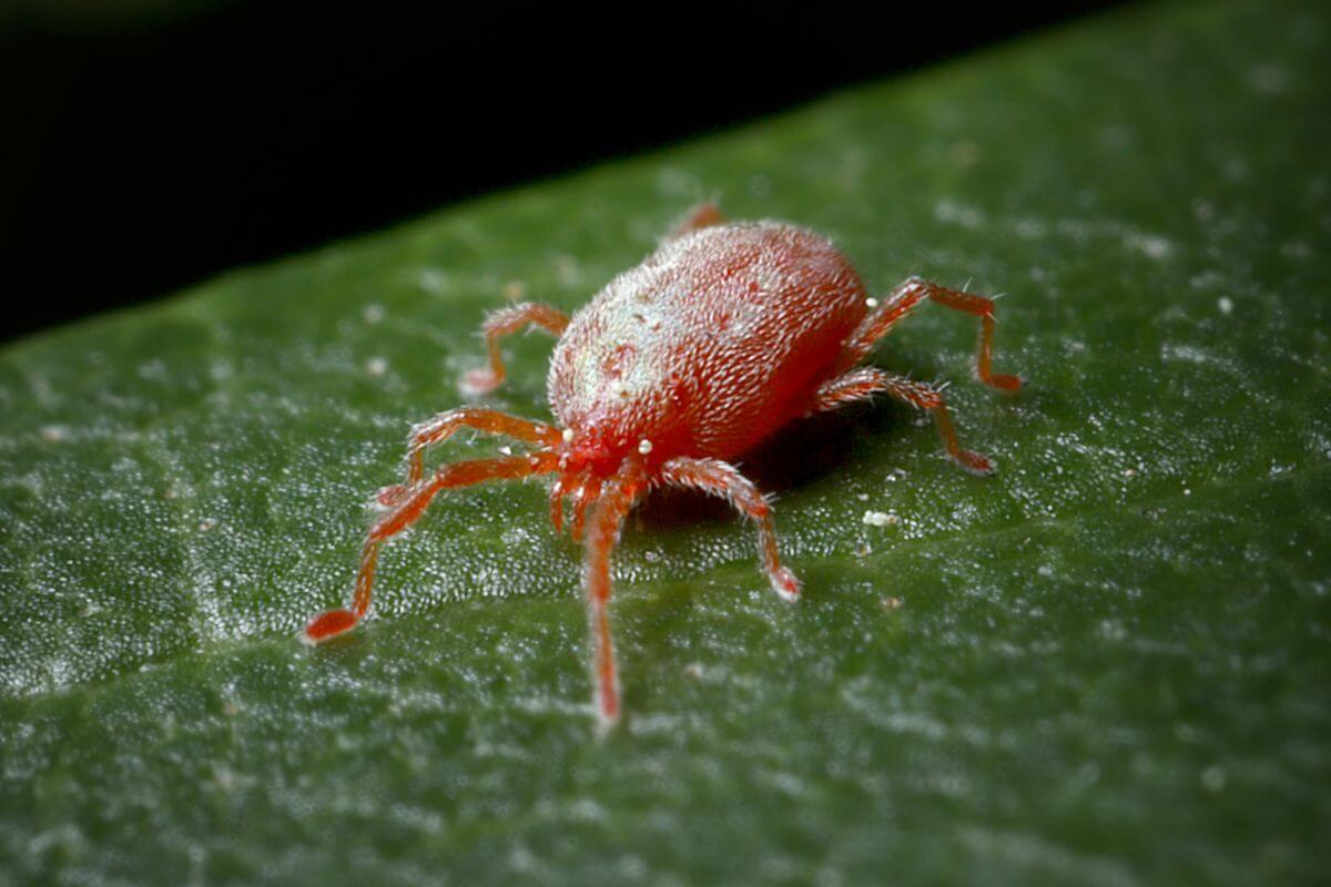 A close-up image of a red spider mite on a Yellow Bird of Paradise leaf. The mite, with its eight legs and small, round body covered in fine hairs, contrasts sharply against the vibrant backdrop often found in gardens with Yellow Bird of Paradise flowers. The leaf surface shows prominent veins under natural light.