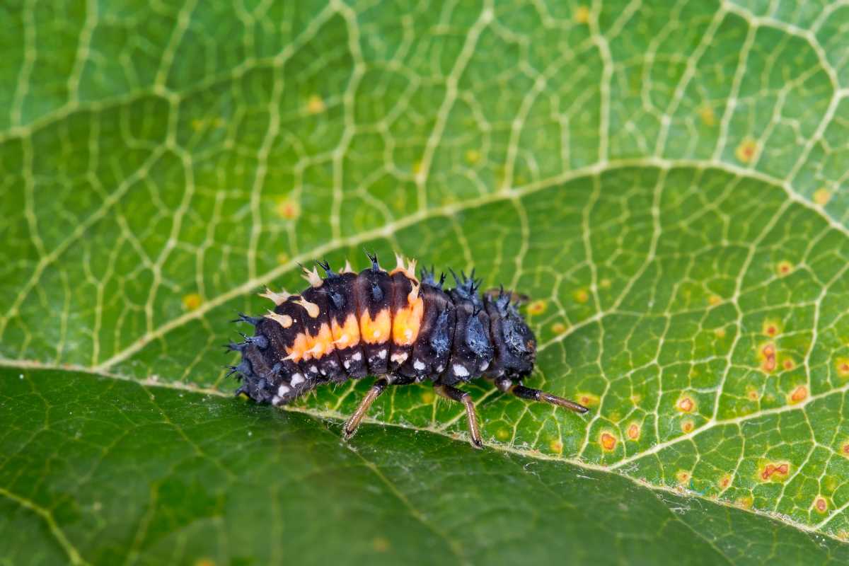 A black and orange ladybug larva with spiky protrusions on its back, crawling on the veined surface of a green leaf. 