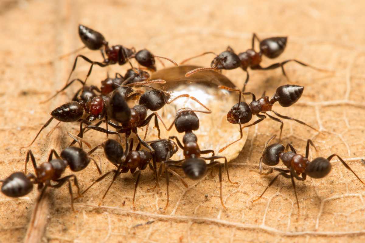 Several tiny acrobat ants in a garden, gathered around a droplet of water on a brown, dry leaf. 