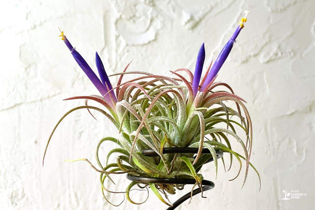 Air Plant