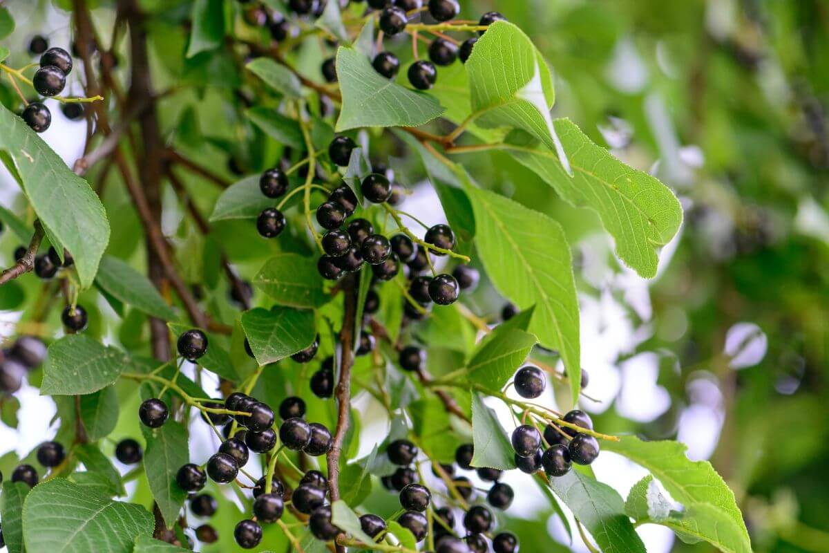A tree branch with clusters of small, round, American Elderberry and lush green leaves. These edible winter berries are scattered along the branches.