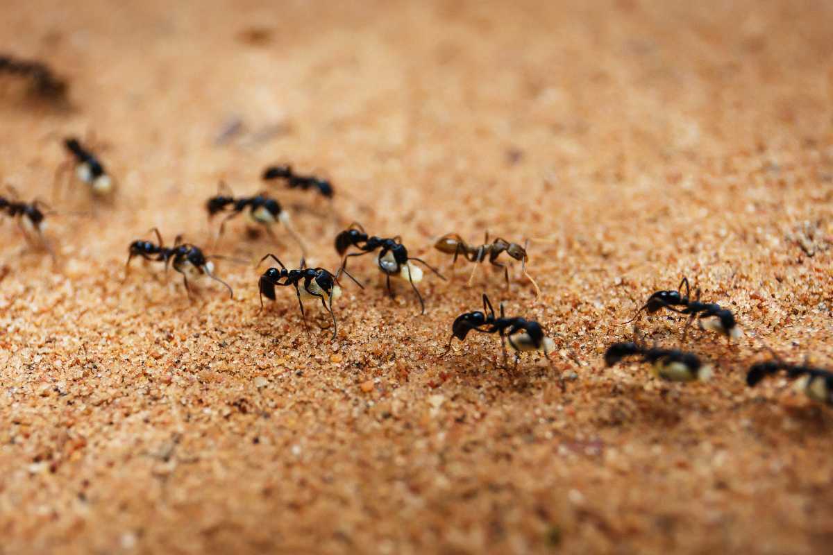 Several black ants walking on a sandy surface. 