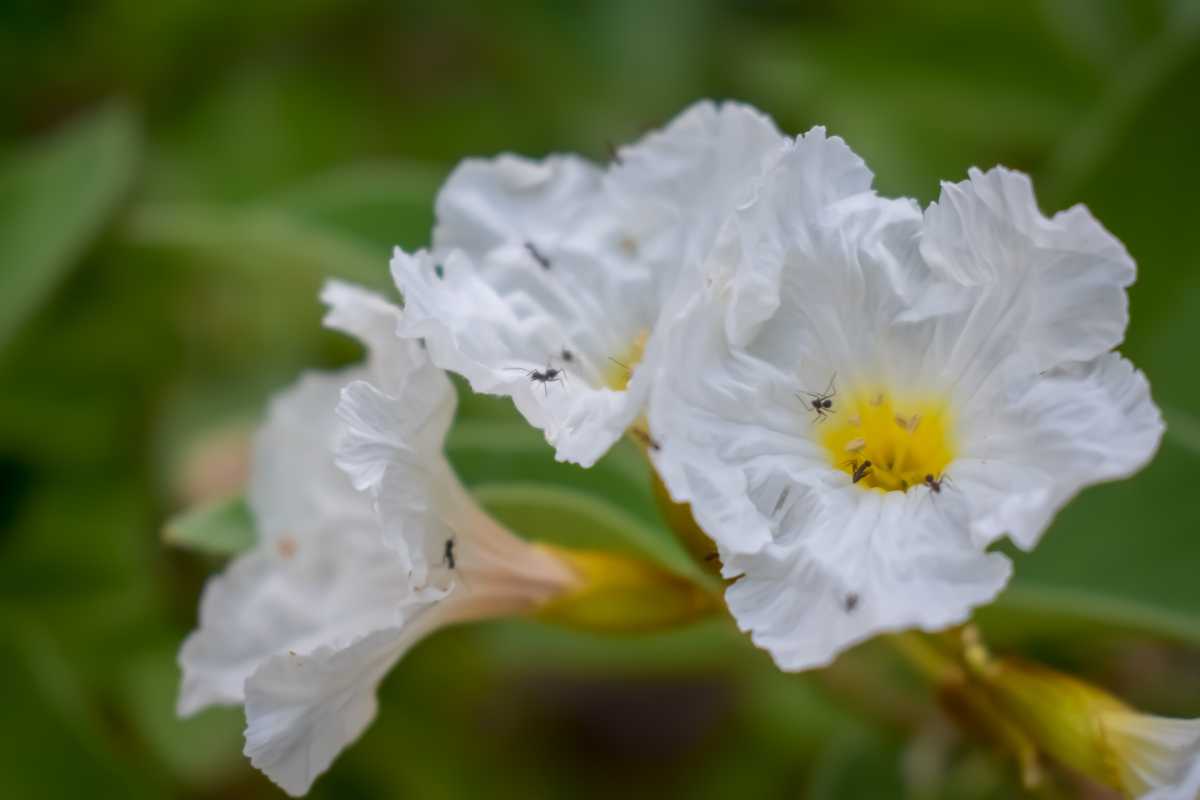 White flowers with ruffled petals, each having a yellow center and several tiny ants on them.