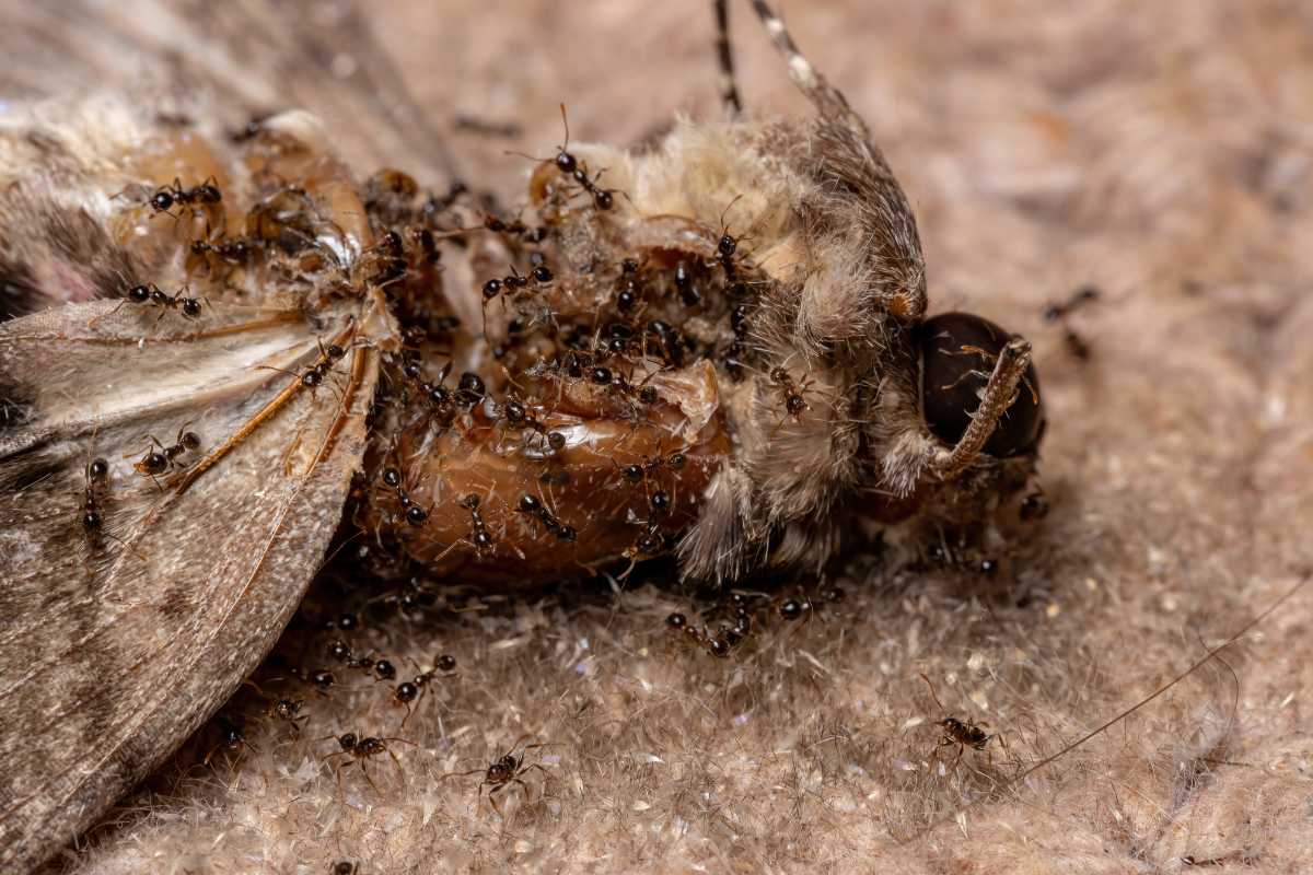 A group of ants surrounding and devouring a dead moth. 