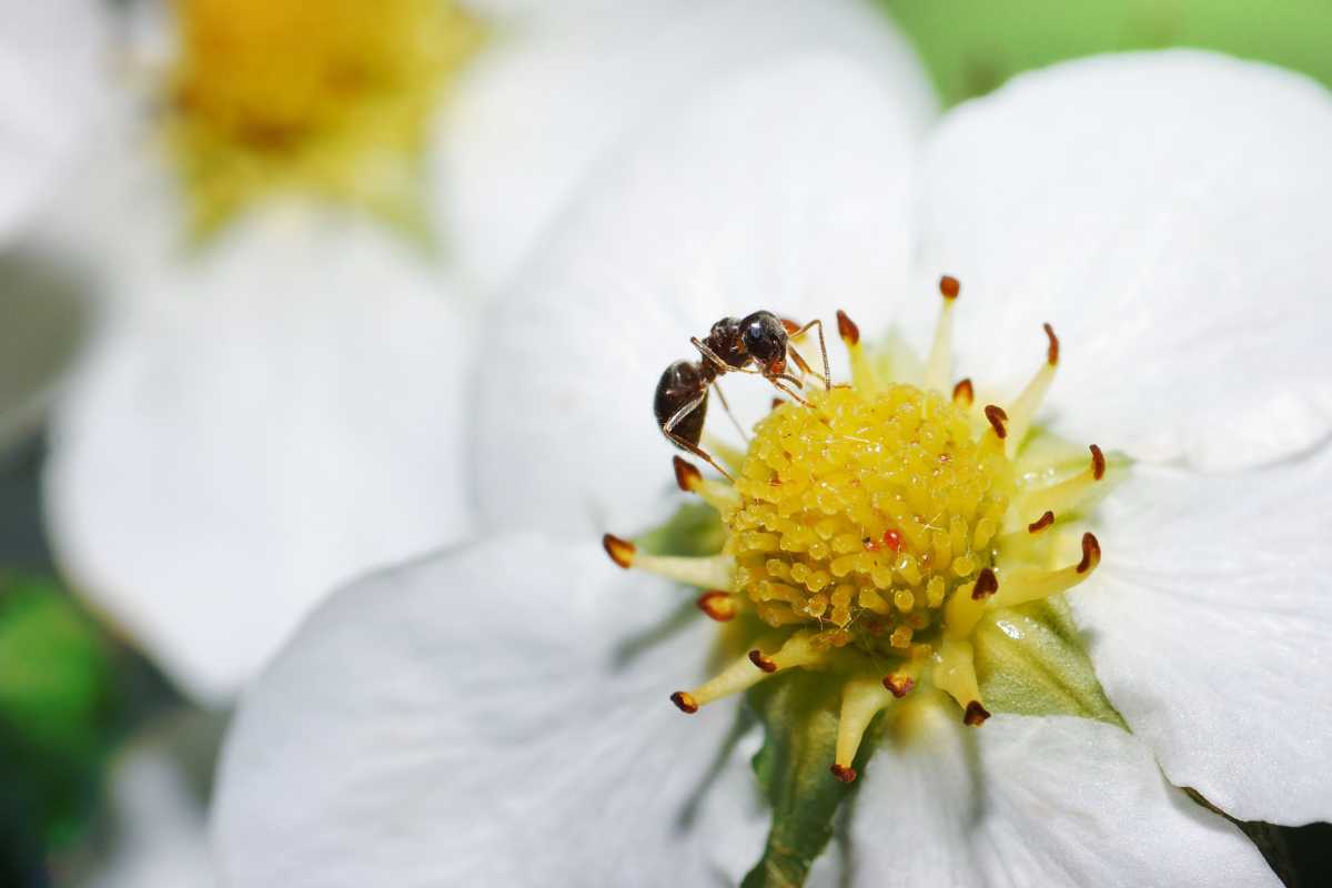 A small black ant on the yellow central part of a white strawberry flower. 