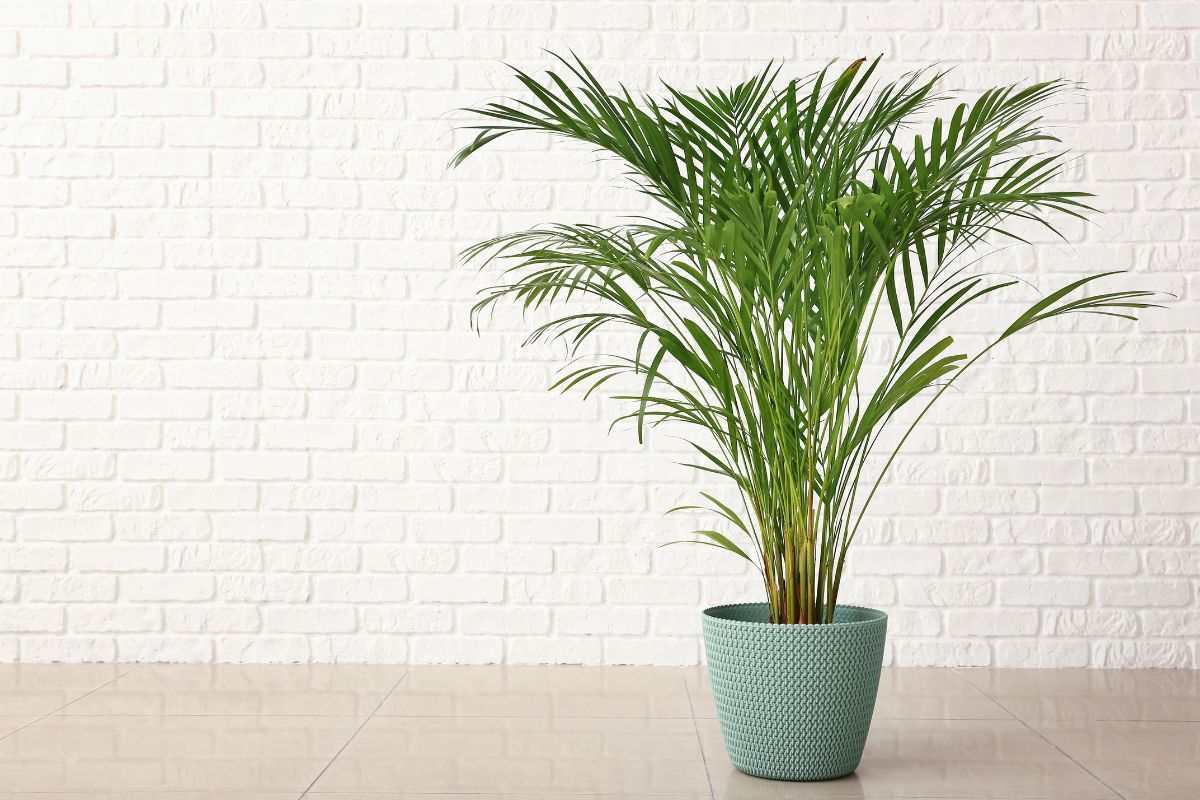 A potted areca palm with long, slender green fronds stands against a white brick wall. 