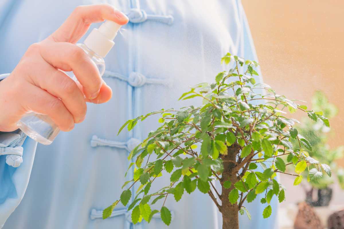 A person in a light blue garment is gently spraying water with liquid fertilizer onto a small bonsai tree with a clear spray bottle.