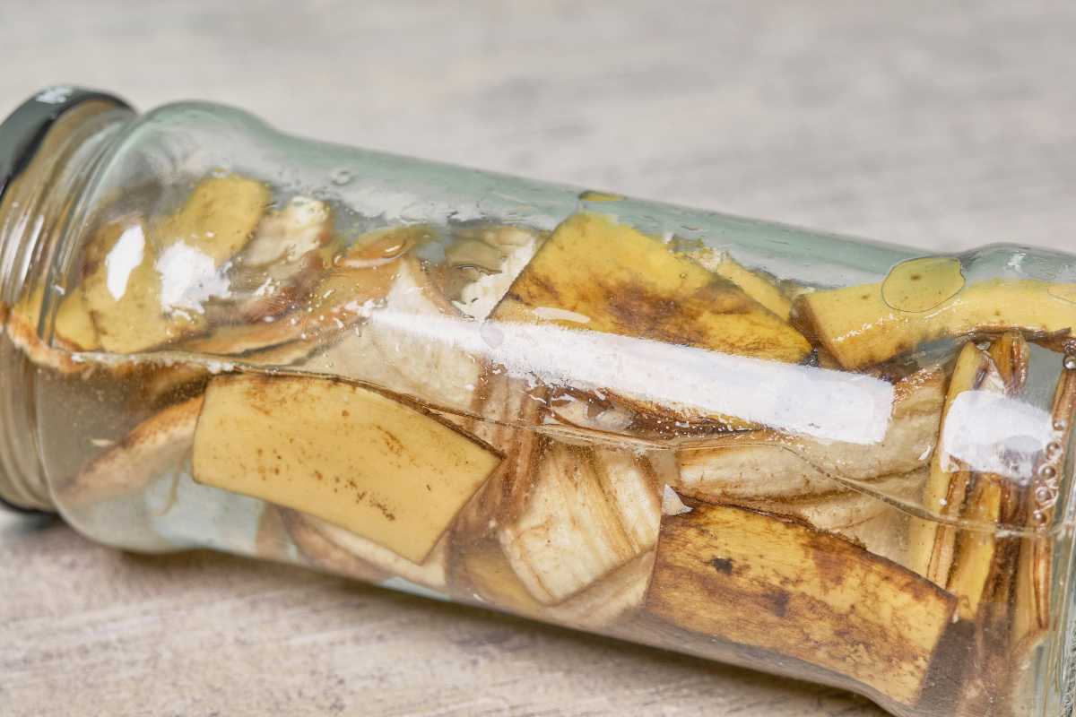 A glass jar lies on its side with partially submerged banana peels, soaking in liquid. 