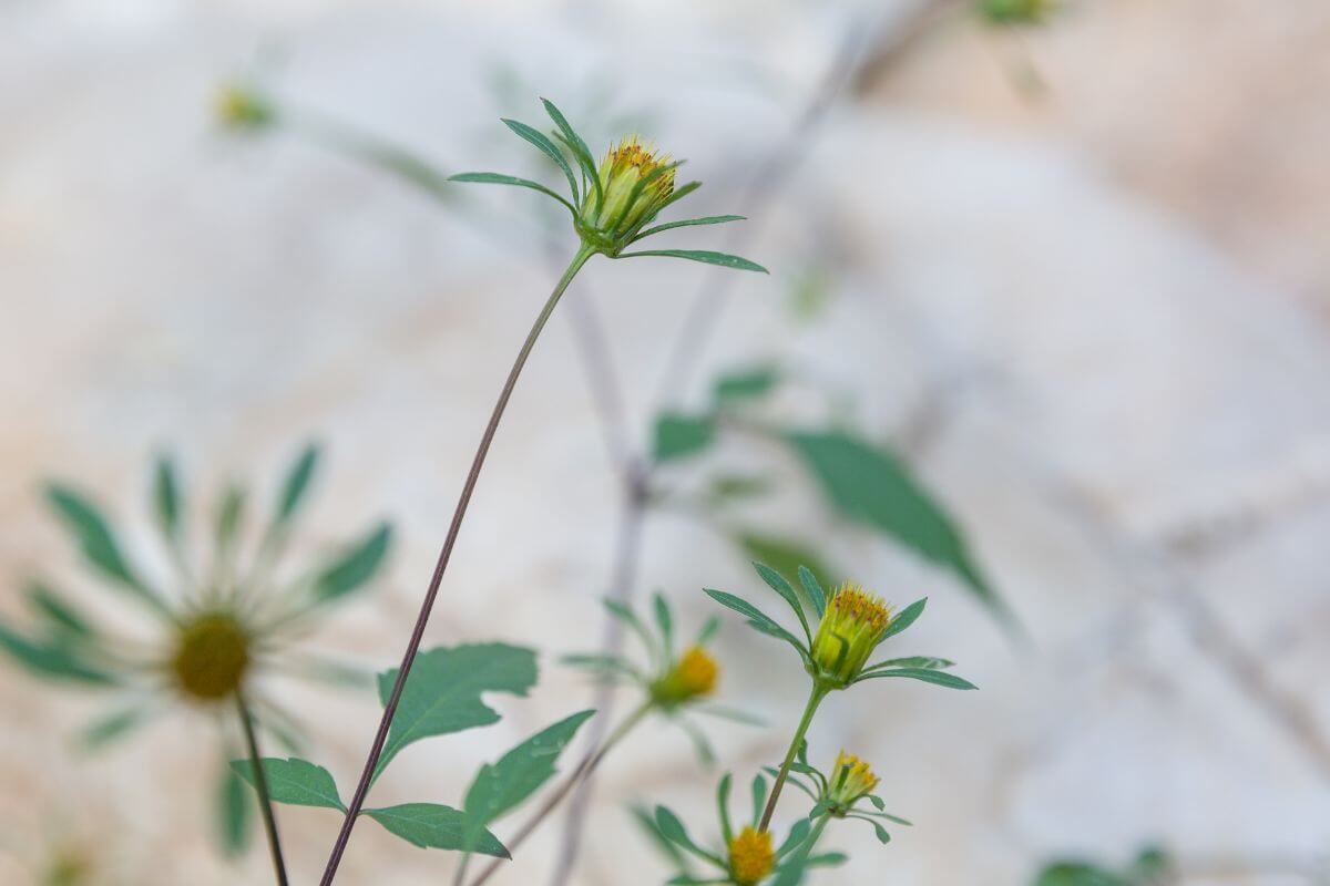 Beggar’s Ticks with multiple, yellow-tipped buds on slender stems.